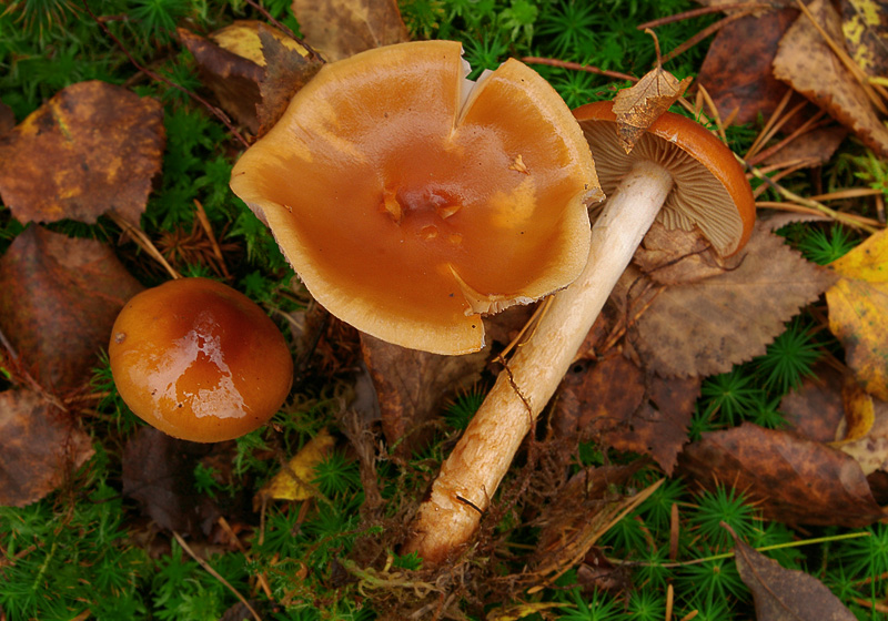 Cortinarius septentrionalis